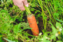 Секрет выращивания крупной сладкой моркови: так делают единицы, остальные раз за разом совершают ошибку