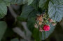 Весенняя подкормка малины для обильного урожая: будете собирать ягоды ведрами