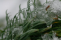 Погода может преподнести сюрпризы: как защитить огород от возможных заморозков