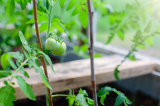 Внесите это в лунку при высадке рассады томатов в грунт: точно удивитесь урожаю