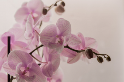 9 хитростей для круглогодичного цветения орхидеи: не нарадуетесь