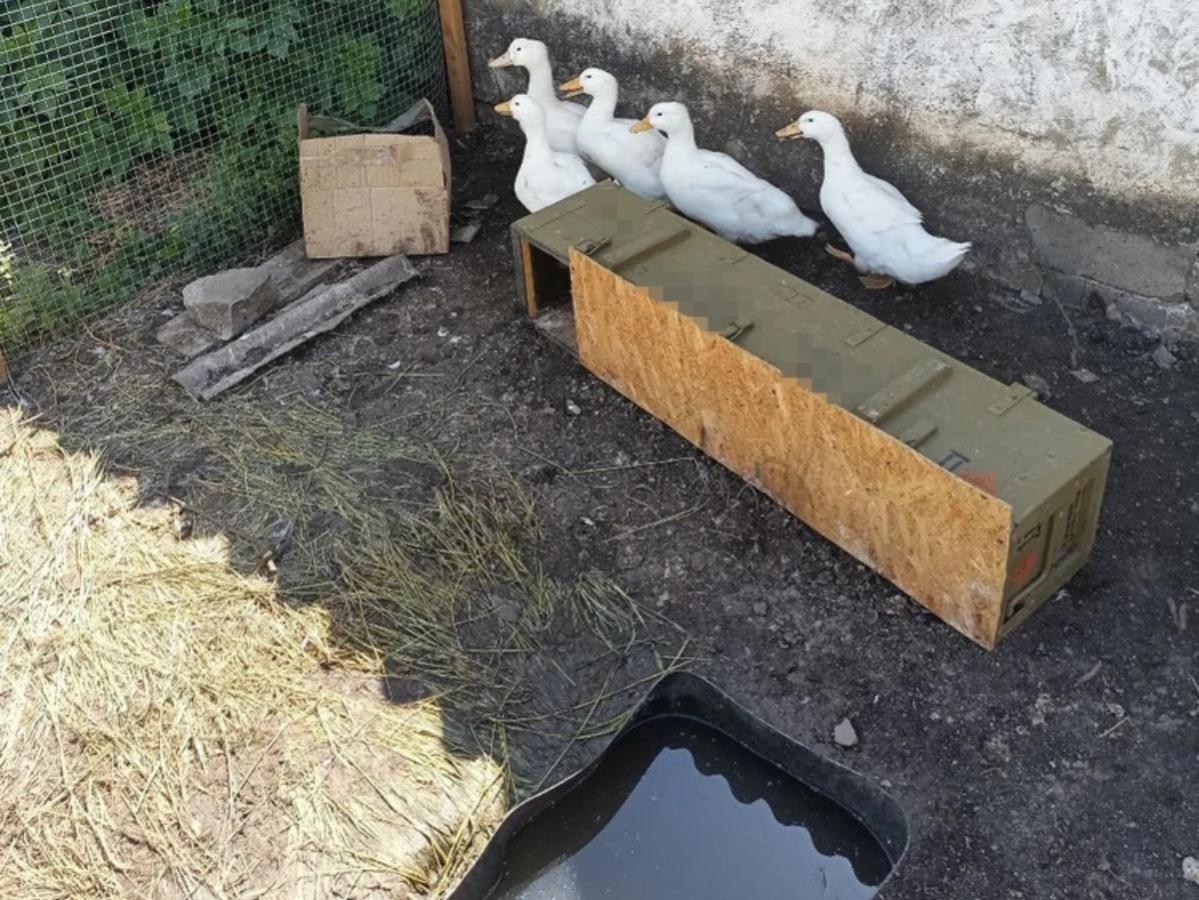 Бойцы в зоне СВО устроили мини-ферму с утками