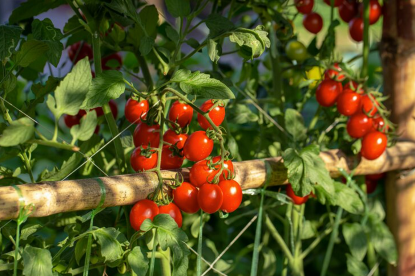 «Забор из черри-помидор»: необычный вариант живой изгороди, с которой можно собирать вкусный урожай!