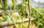 3 ошибки при выращивании томатов, которые лишат вас урожая