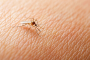 Самые эффективные народные средства от комаров: кровососы даже близко не подлетят