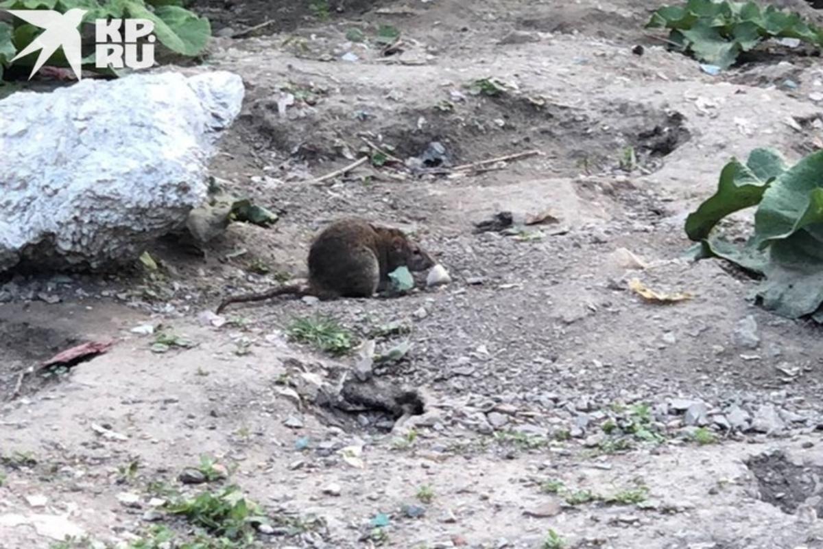 Крысы захватывают центр Новосибирска