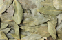 Дачники скупают лавровый лист: как популярная приправа поможет капусте