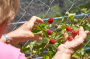 Обрезка малины летом: повысьте урожайность кустов в несколько раз