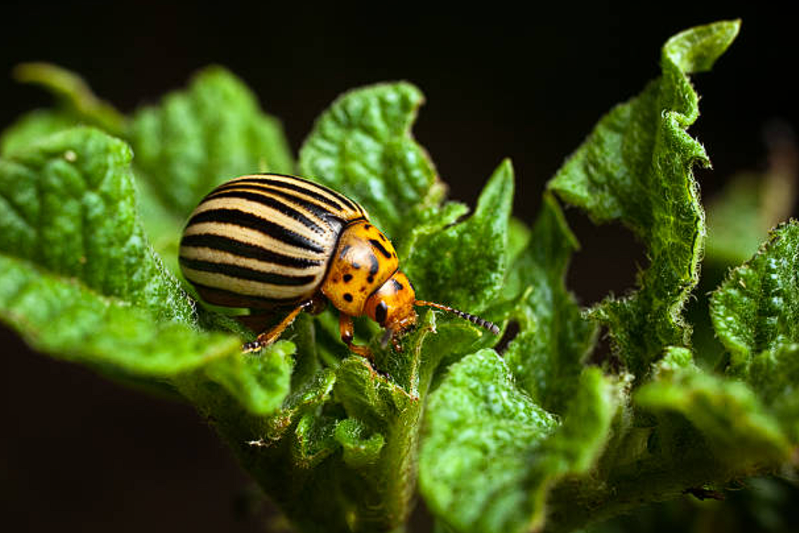 Народные способы, которые помогут избавиться от колорадского жука