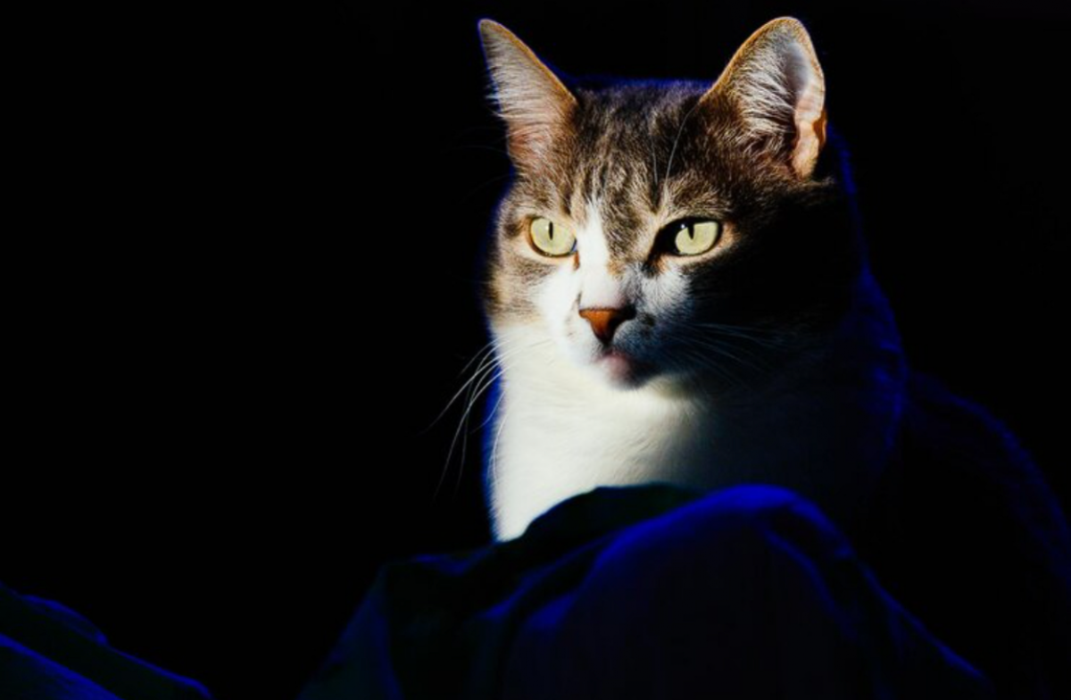Пытается вас предупредить и защитить: как ведет себя кошка, которую беспокоит присутствие злых сил в жилище