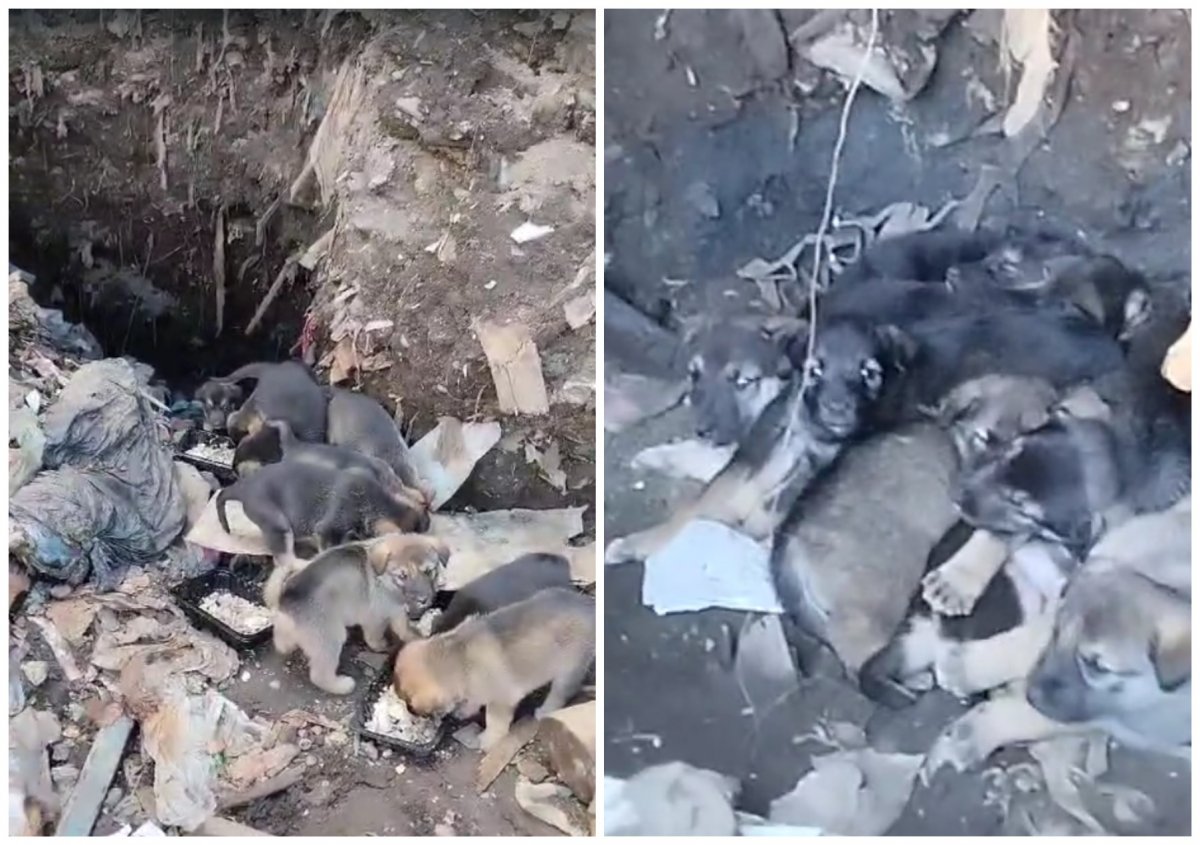 Новосибирцы ищут дом 15 щенкам с городской свалки