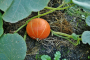 Подкормка тыквы летом: вырастет крупная и вкусная, как никогда раньше!