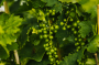 Что нужно сделать с виноградом в июне: советы опытных огородников