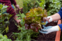 Зелень с вашего огорода, которая снижает холестерин и давление: ешьте и лечитесь!