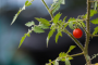 Зачем рекомендуют обрывать нижние листья у помидорных кустов и как правильно это сделать