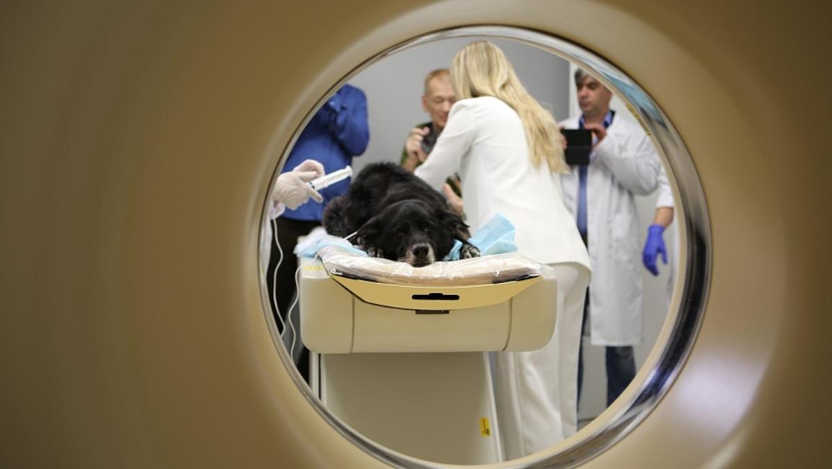 В Новосибирске открылся томографический центр для крупных животных