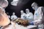 В Якутии вскрыли мумию волка, которому больше 40 тысяч лет