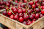 Любимая летняя ягода – черешня: как выбрать самую вкусную, и как хранить, чтобы она не испортилась