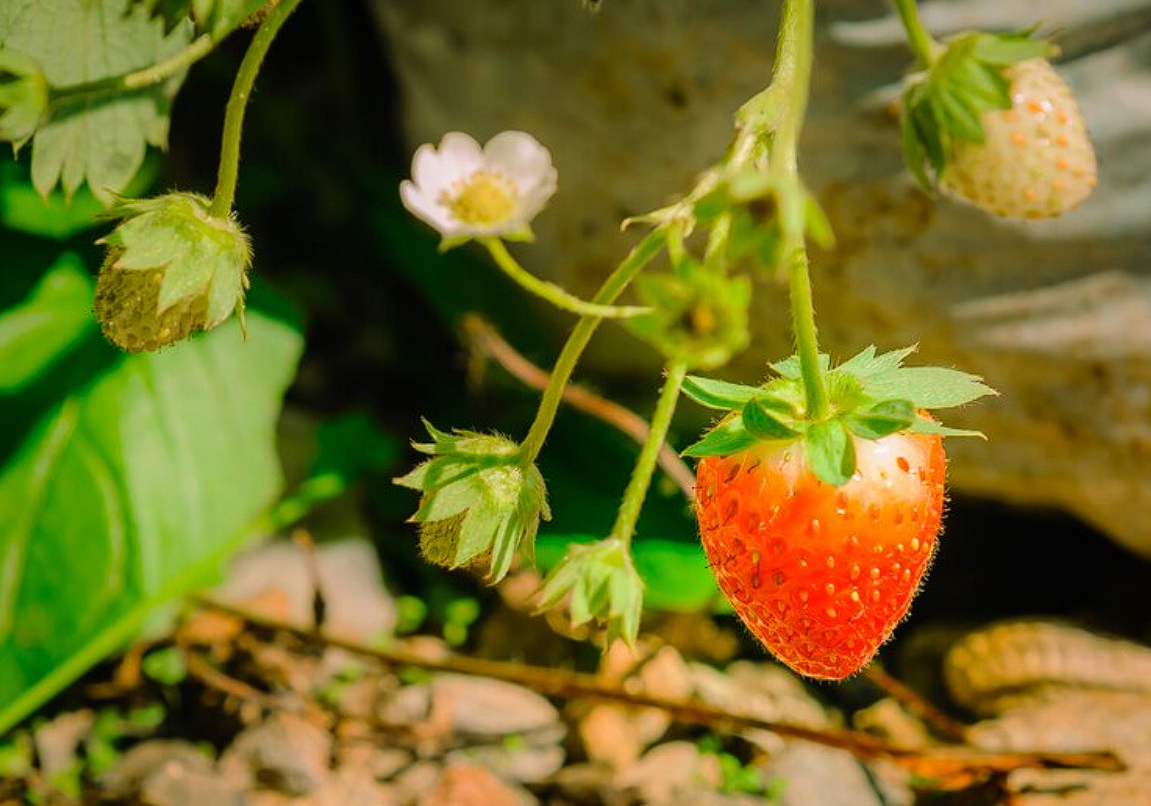 5 летних подкормок клубники: будет много сладких крупных ягод