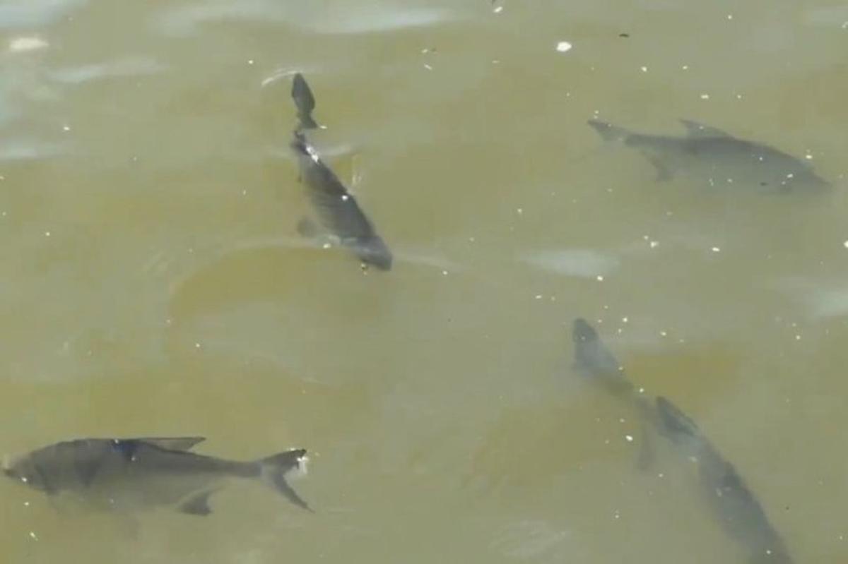 Скопление рыб у поверхности воды заметили у набережной Новосибирска