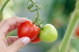 Деревенский рецепт подкормки томатов: помидоры будут мясистыми, крупными и сахаристыми