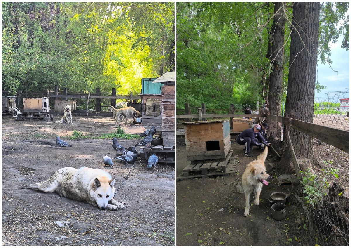 Собак выселяют из стихийного мини-приюта