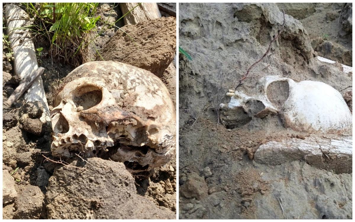 Человеческие черепа обнаружили на берегу Обского водохранилища