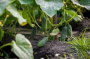Настойка для огурцов – обязательно используйте для бурного роста и большого урожая