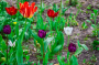 Готовимся к уборке тюльпанов: важные советы садоводам