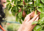 Подкормка плодовых деревьев в августе: от этого зависит урожай в следующем году