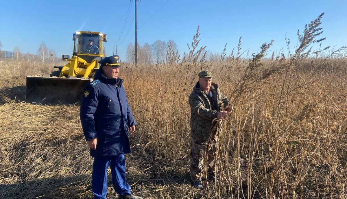 Главе района внесено представление за гектар дикорастущей конопли