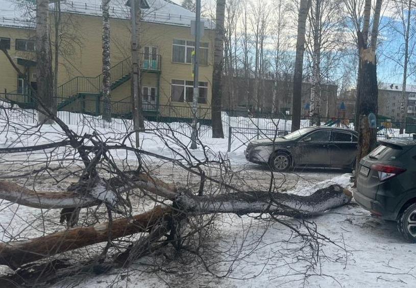 Уголовное дело возбуждено после падения дерева на школьников